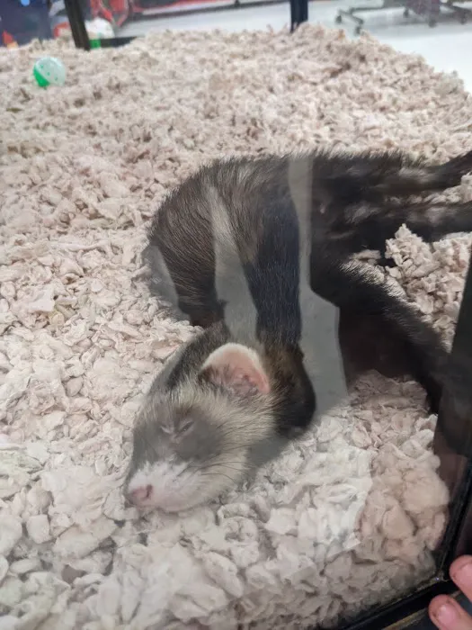 Petco Picture 6