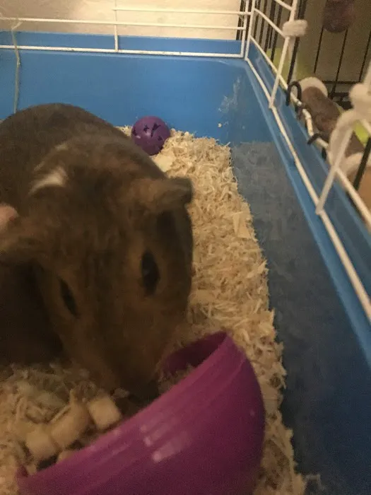 Petco Picture 7