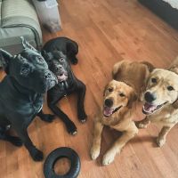 Newton Veterinary Hospital ico