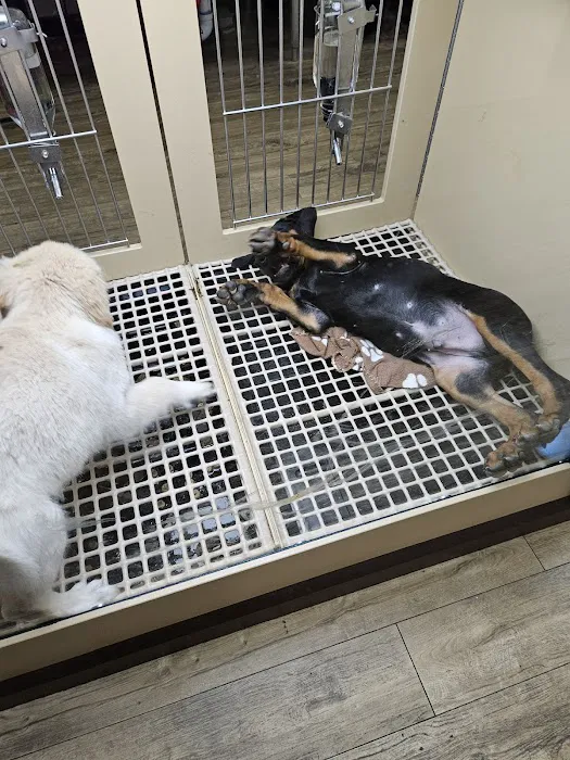 Petland Tulsa Picture 4