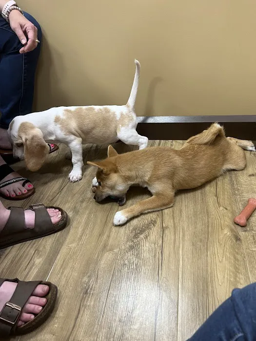 Petland Tulsa Picture 8