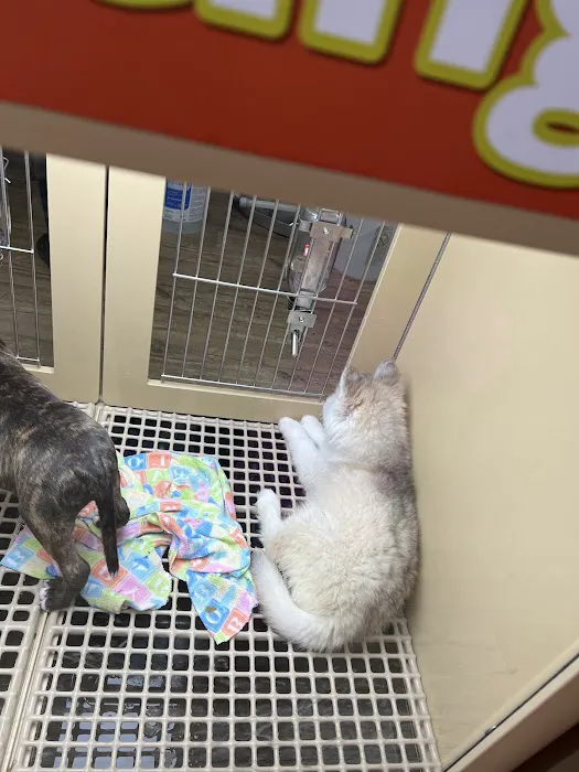 Petland Tulsa Picture 9