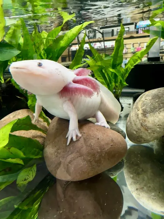 Axolotls Tulsa Picture 1