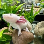 Axolotls Tulsa