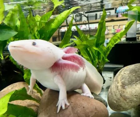 Axolotls Tulsa
