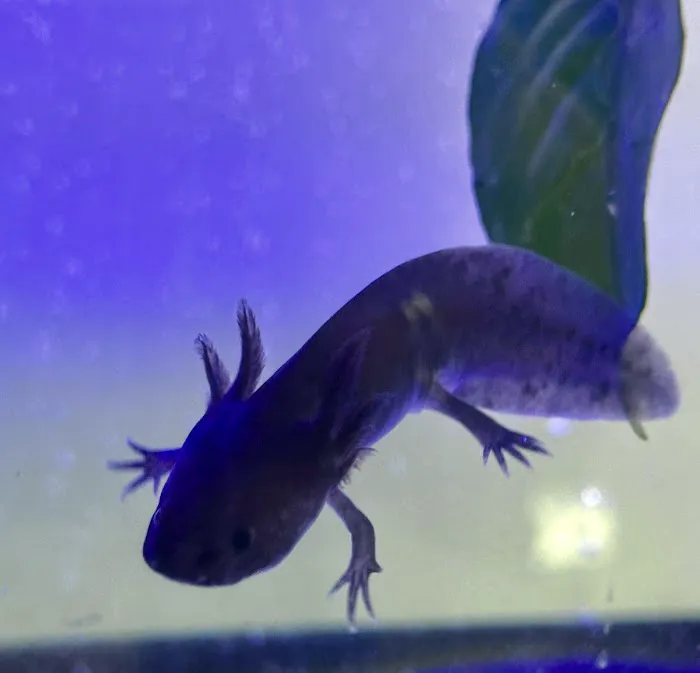 Axolotls Tulsa Picture 6