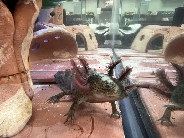 Axolotls Tulsa Picture 4