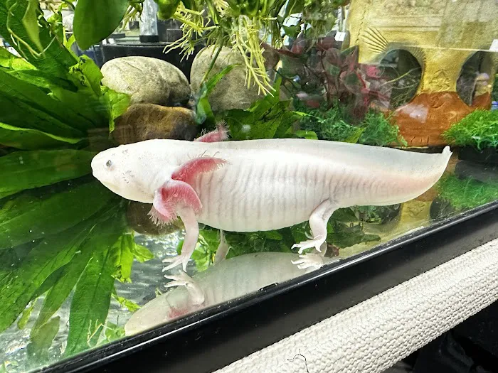 Axolotls Tulsa Picture 10