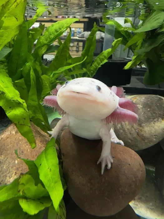 Axolotls Tulsa Picture 8