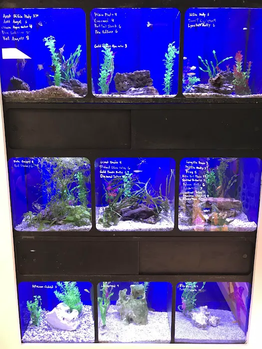 Aquarium Customs, INC. Picture 4
