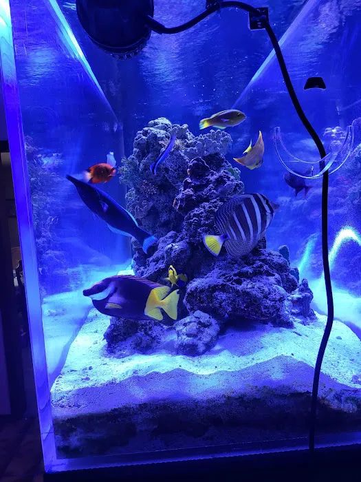 Aquarium Customs, INC. Picture 6