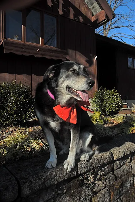 Andover Animal Hospital Picture 10
