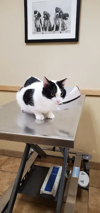 Animal Hospital of Sussex County Picture 8