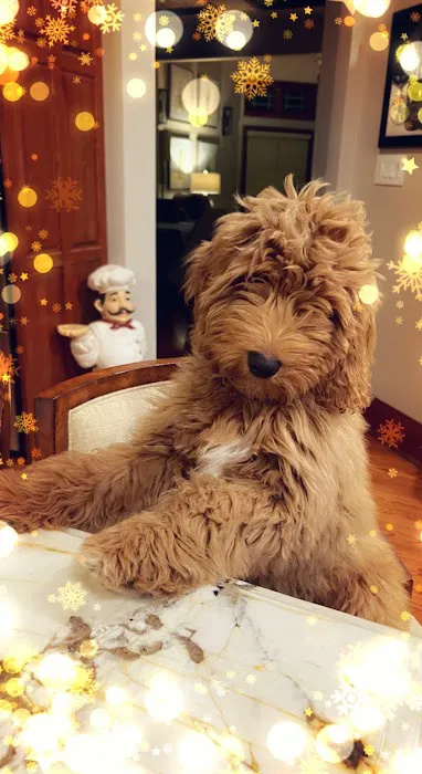 Goldendoodle Dandies Picture 2