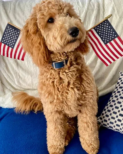Goldendoodle Dandies Picture 1
