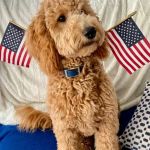 Goldendoodle Dandies
