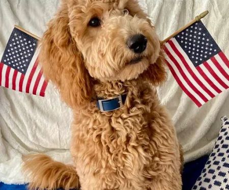 Goldendoodle Dandies