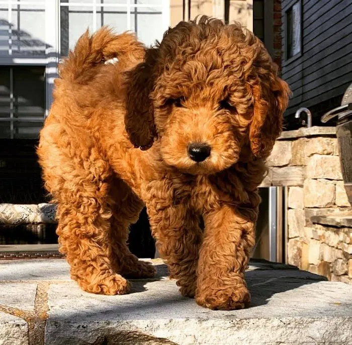 Goldendoodle Dandies Picture 5