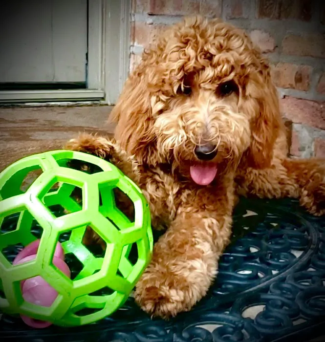 Goldendoodle Dandies Picture 6