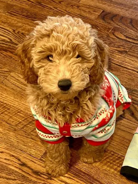 Goldendoodle Dandies Picture 7
