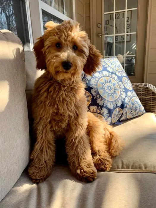 Goldendoodle Dandies Picture 10