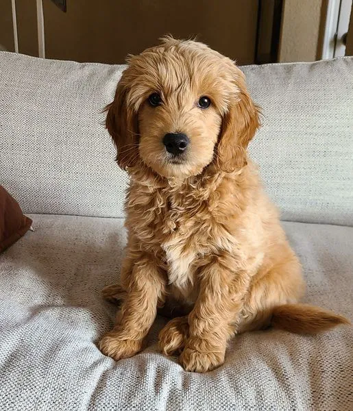 Goldendoodle Dandies Picture 8