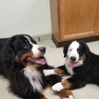 Branchville Country Vet Clinic ico