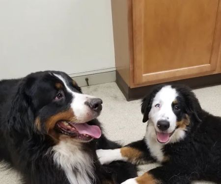 Branchville Country Vet Clinic