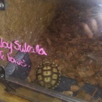 Animal House ico