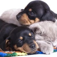 West Hazleton Veterinary Hospital ico