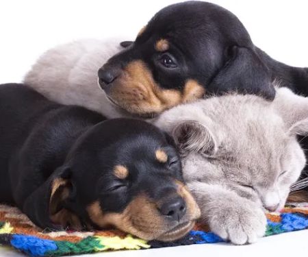 West Hazleton Veterinary Hospital