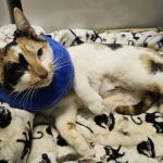 Hazleton Veterinary Hospital