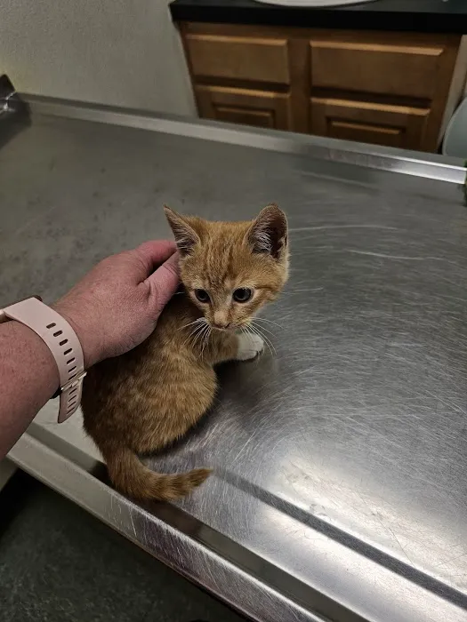 Hazleton Veterinary Hospital Picture 5