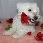 VetIQ Petcare Vaccination Clinic