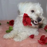 VetIQ Petcare Vaccination Clinic ico