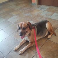 Ringtown Valley Veterinary Hospital ico