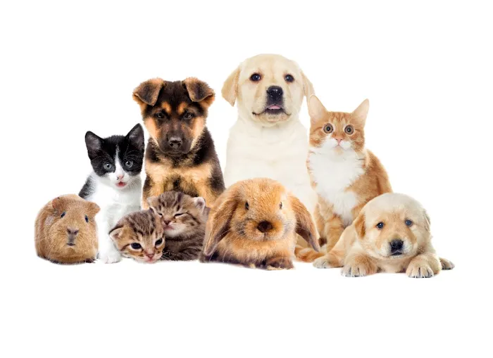 The Pet Care Clinic Picture 3