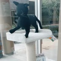 Pet Supermarket ico