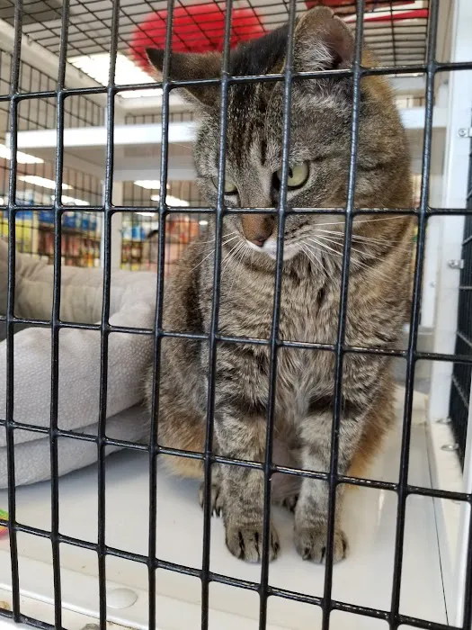 Pet Supermarket Picture 9