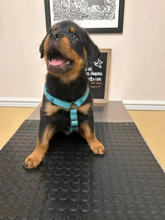 Brookhill Animal Hospital Picture 2