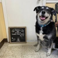 Brookhill Animal Hospital ico