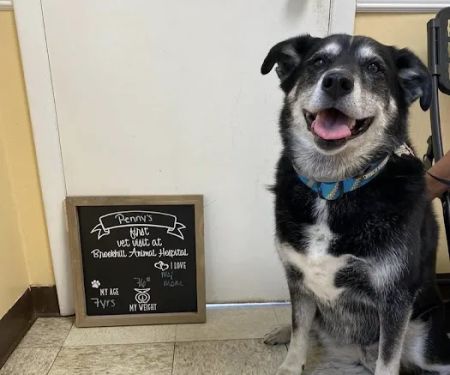 Brookhill Animal Hospital