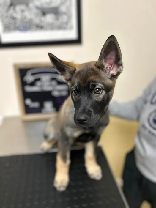 Brookhill Animal Hospital Picture 5