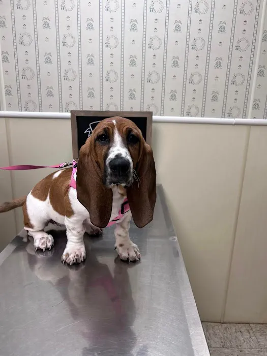 Brookhill Animal Hospital Picture 6
