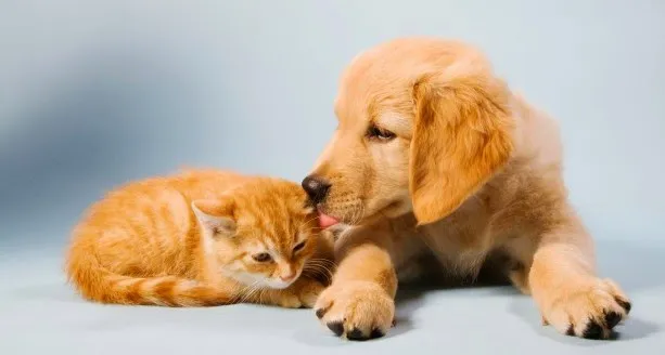 Brookhill Animal Hospital Picture 9