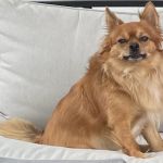 Northeast Animal Hospital