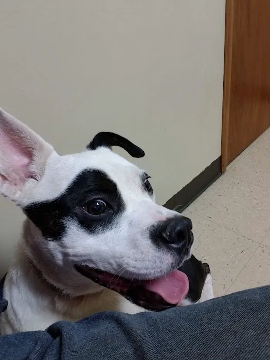 Northeast Animal Hospital Picture 6