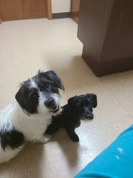 Northeast Animal Hospital Picture 10
