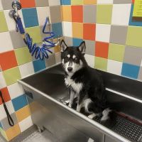 Petco ico