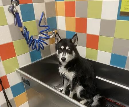 Petco